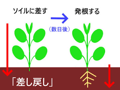 水草トリミング「差し戻し」