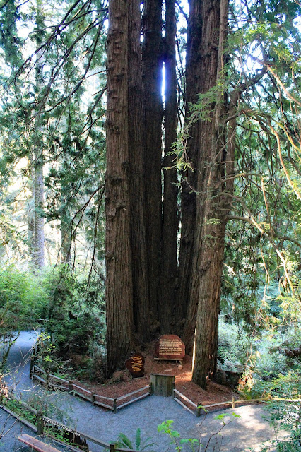 California northern coast geology travel trip roadtrip Humboldt Redwoods copyright RocDocTravel.com