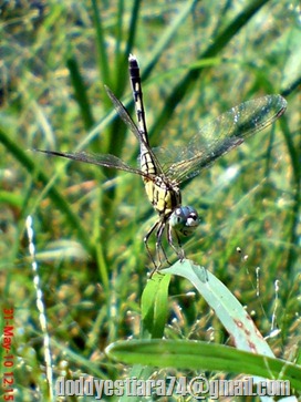 Capung Diplacodes trivialis betina