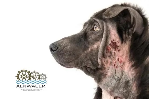9 أمراض جلدية عند الكلاب بالصور - العيادة البيطرية - الطبيب البيطري - أمراض الكلاب الجلدية بالصور