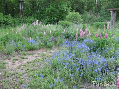 Wild Gardens in July
