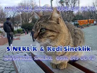 KEDİ SİNEKLİĞİ, Sineklikçi,  0532 245 00 78