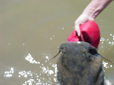 catfish with ball stuck in its mouth