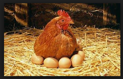 Cara Berternak Ayam 