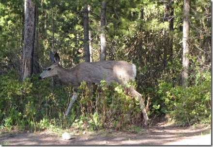 Mule Tailed Deer Going through Camps