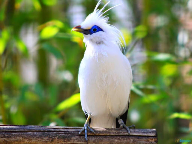 Mari Ikut Melestarikan Jalak Bali, Burung Cantik Yang Nyaris Punah