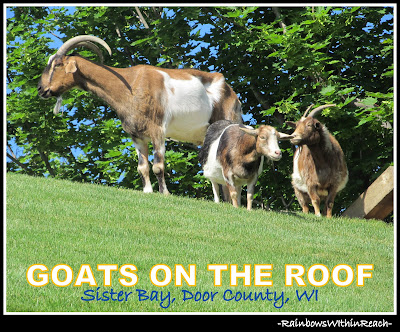 photo of: Goats on the Roof in Sister Bay, WI 