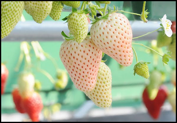 Nikmatnya Strawberry Putih Rasa Nanas