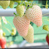 Nikmatnya Strawberry Putih Rasa Nanas