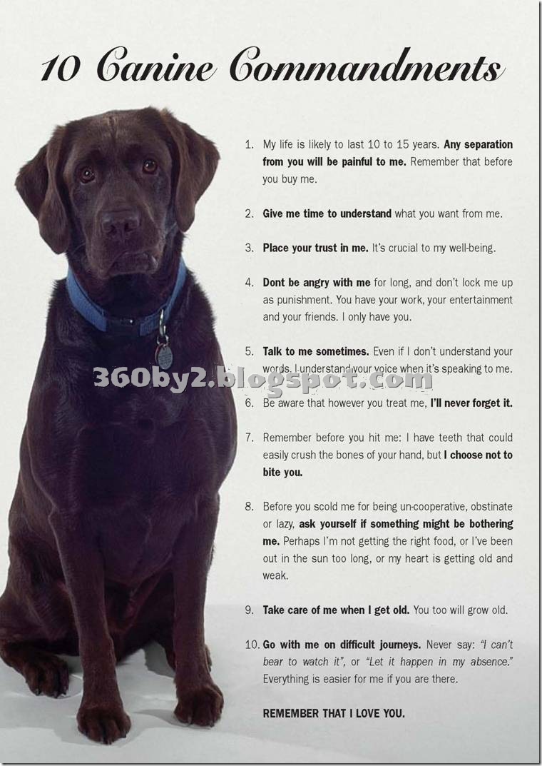 letter to puppy