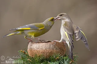 صور طائر الحسون , اجمل صور لطائر الحسون , صور عصفور الحسون