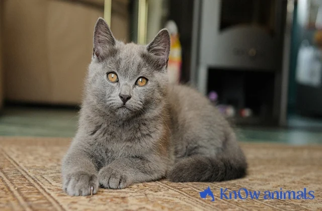 Chartreux Cats: A Fascinating Breed Making Waves in the Feline World