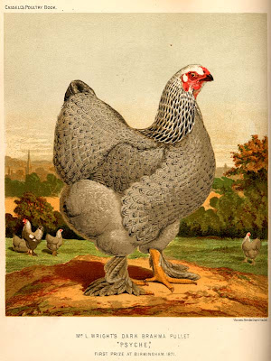 Dark Brahma Pullet