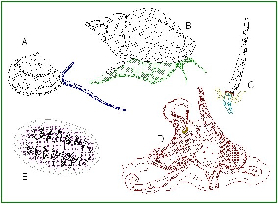 Contoh Hewan Invertebrata Dan Alat Ekskresinya - Contoh O