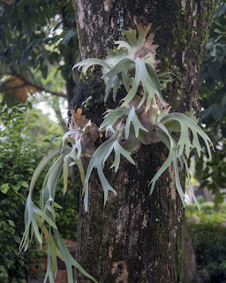 Planta Platycerium bifurcatum
