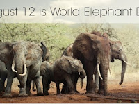 World Elephant Day 2020 - 12 August.