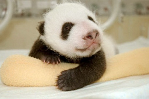 Process of Baby Panda Growing 11