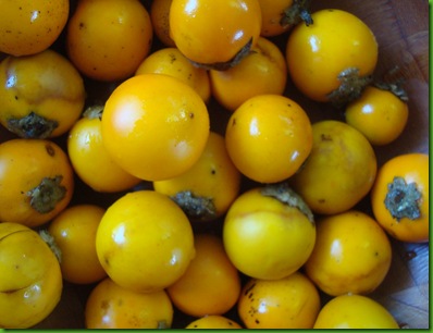Solanum quitoense