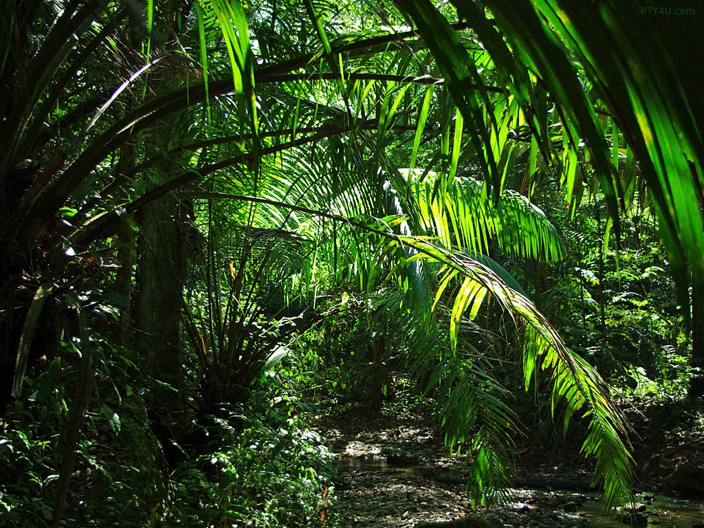 Jungle Scene 4