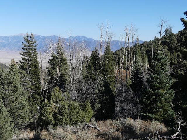 31: line of twigs sticking up high