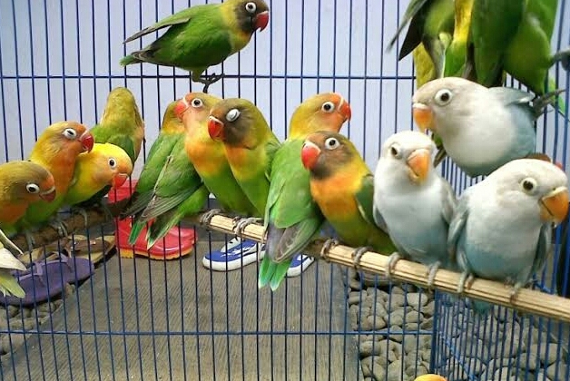 Tips Settingan Lovebird Paud Koloni Agar Rajin Ngekek