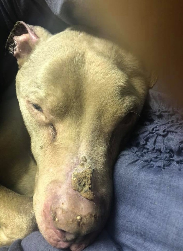 Woman Spends The Night In A Shelter Holding A Dying Dog