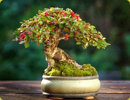 Cotoneaster3