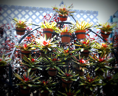 bromeliads at the home and garden show