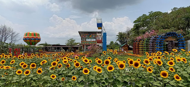 girasoles farm review girasoles farm history sunflower farm tagaytay entrance fee 2021 girasoles farm description girasoles farm photos sunflower farm quezon girasoles meaning sunflower farm near me