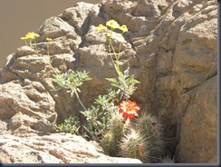 nbotanical 041