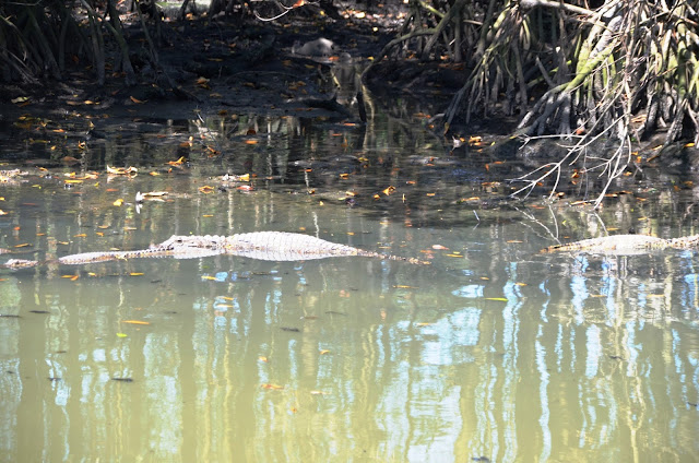 Pantanal Carioca - o paraíso escondido na Barra da Tijuca