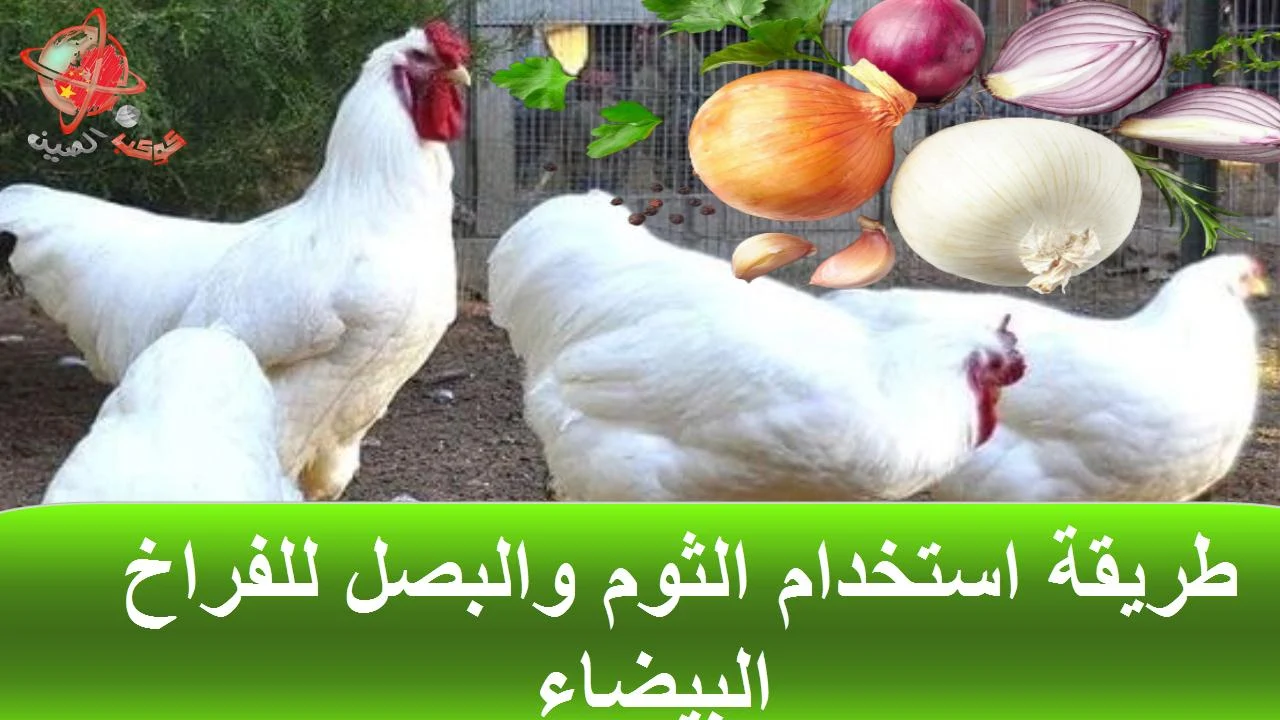 استخدام الثوم والبصل للفراخ البيضاء