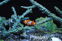 clownfish http://laura-honeybee.blogspot.com/2016/04/13-weeks.html