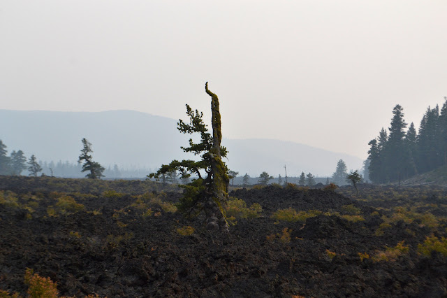 twisted tree