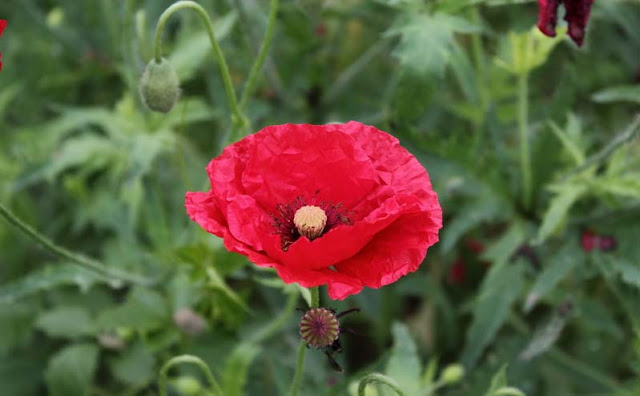 Corn Poppy Flowers Pictures