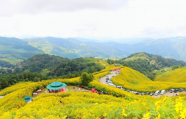 Tung Bua Tong at Mae Hong Son Province