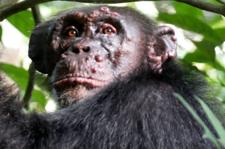 Wildlife scientists detected symptoms of the disease in a group of chimpanzees in the Cantanhez National Park in Guinea-Bissau.