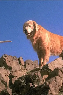 5 películas clásicas con mascotas que no puedes olvidar