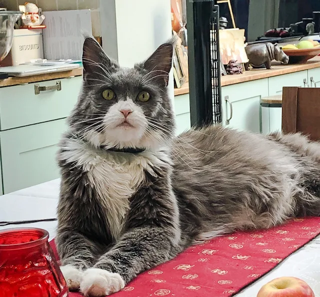 Classic Maine Coon complying with the breed standard