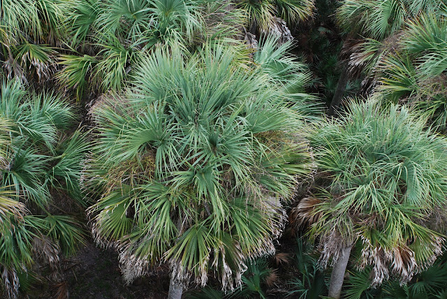 Miakka River State Park