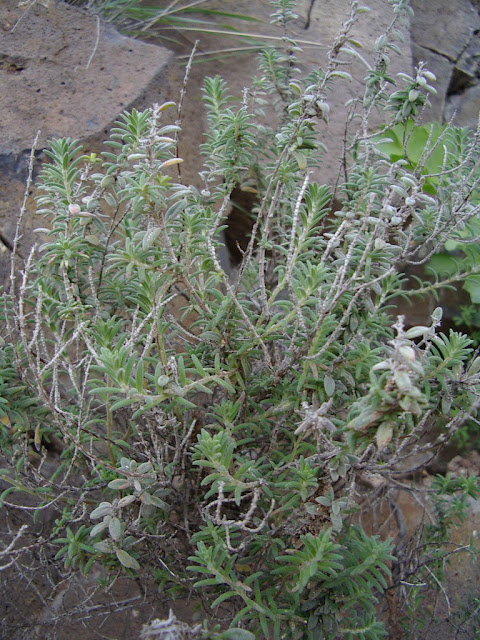 Micromeria tenuis subsp. linkii 03