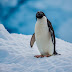 Adelie Penguin