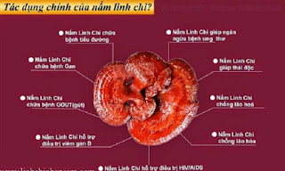 9 tác dụng của nấm linh chi