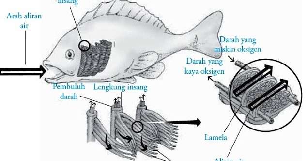  SISTEM  PERNAPASAN  IKAN IKAN DAN LAUT 