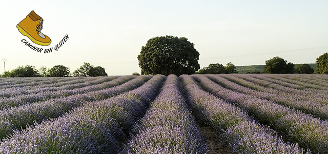 CAMPO DE LAVANDA EN BRIHUEGA