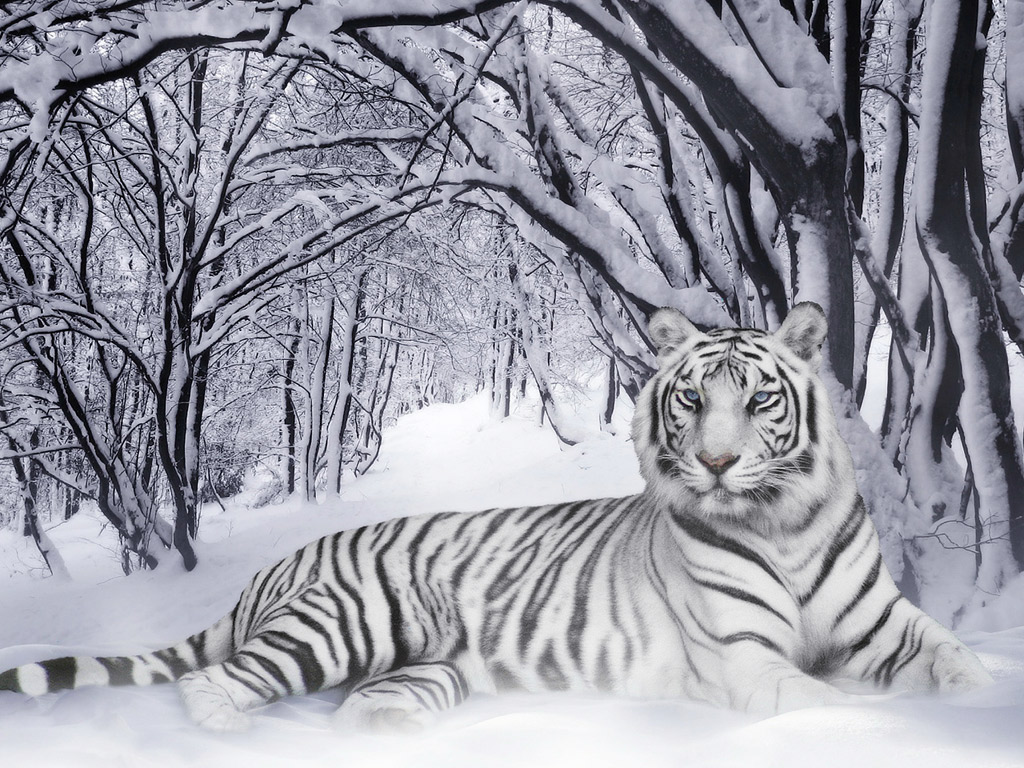 ... Bengal Tigers Latest Hd Wallpaper 2013 | Top hd animals wallpapers