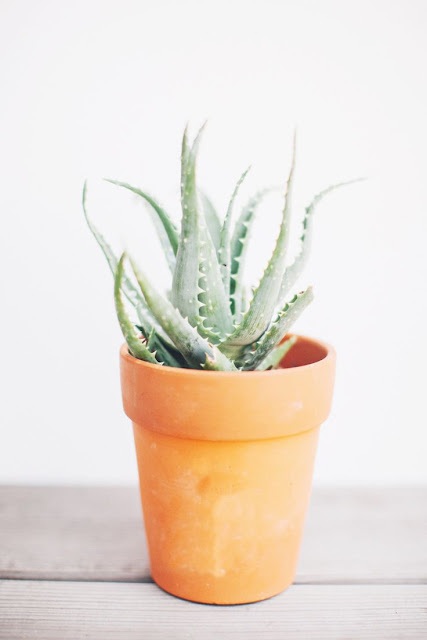 Sunkissed Beauty :: Aloe Vera Benefits for Your Skin