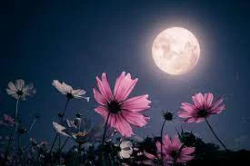 গোলাপি চাঁদ ফটো - গোলাপি চাঁদ ছবি - গোলাপি চাঁদ পিকচার  - গোলাপি চাঁদ ফটো -pink moon pic - insightflowblog.com - Image no 14
