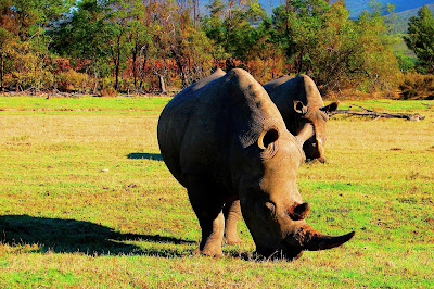 Nashorn, Rhino , носорог, rhinocéros, rinoceronte,  サイ犀牛，kõlisev münt, rhinocéros, srónbheannach, rinoceronte, Rinoceront, nosorog, degunradzis, raganosis, 