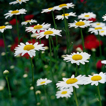 White Daisy Flowers